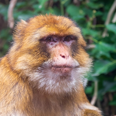 Macaco de gibraltar - De Zonnegloed - Dierenpark - Dieren opvangcentrum - Sanctuary